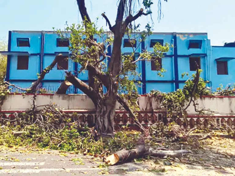हरा-भरा बरगद का पेड़ काटा : महापौर ने कहा- स्कूल प्रबंधन ने सूखा पेड़ काटने की परमीशन ली थी, 1 लाख का जुर्माना होगा