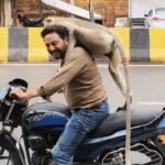 ​दो बत्ती चौराहे पर बंदर का आतंक: बाइक पर बैठे पत्रकार के पीछे आकर बैठा बंदर, 40 सेकंड तक नोचे बाल