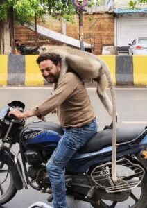 ​दो बत्ती चौराहे पर बंदर का आतंक: बाइक पर बैठे पत्रकार के पीछे आकर बैठा बंदर, 40 सेकंड तक नोचे बाल