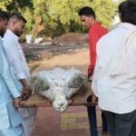 बैजनाथ महादेव मंदिर कुंड में अब नहीं दिखेगा शुभता का प्रतीक विशाल कछुआ