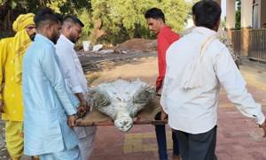 बैजनाथ महादेव मंदिर कुंड में अब नहीं दिखेगा शुभता का प्रतीक विशाल कछुआ