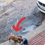 जिले में आवारा कुत्तों का आतंक चरम पर मासूम बना शिकार, सीसीटीवी में कैद हुई घटना, नसबंदी और स्वास्थ्य व्यवस्था पर सवाल ।