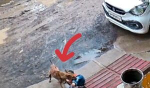 जिले में आवारा कुत्तों का आतंक चरम पर मासूम बना शिकार, सीसीटीवी में कैद हुई घटना, नसबंदी और स्वास्थ्य व्यवस्था पर सवाल ।