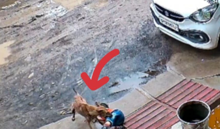 जिले में आवारा कुत्तों का आतंक चरम पर मासूम बना शिकार, सीसीटीवी में कैद हुई घटना, नसबंदी और स्वास्थ्य व्यवस्था पर सवाल ।