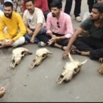 जावरा : मृत गायों की हड्डियां लेकर घण्टाघर पर धरने पर बैठे हिन्दू संगठन (देखें वीडियो)