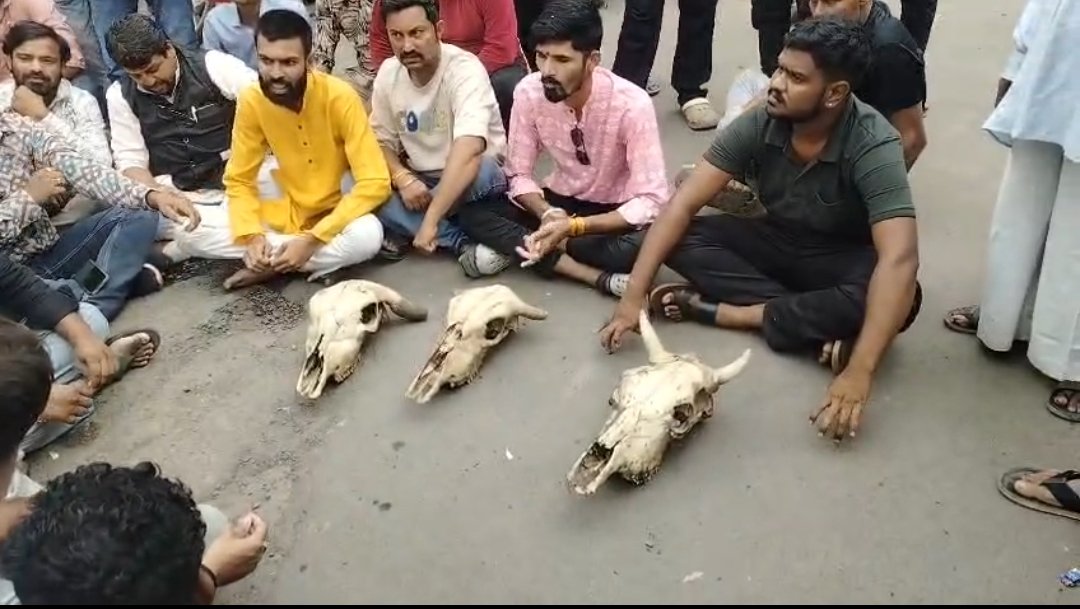 जावरा : मृत गायों की हड्डियां लेकर घण्टाघर पर धरने पर बैठे हिन्दू संगठन (देखें वीडियो)