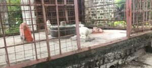 रतलाम बजरंग बलि की मूर्ति गायब का मामला, पांच घंटे किया हिन्दू संगठनों ने विरोध प्रदर्शन