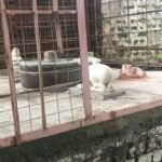 रतलाम बजरंग बलि की मूर्ति गायब का मामला, पांच घंटे किया हिन्दू संगठनों ने विरोध प्रदर्शन