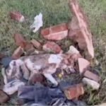 रतलाम में इंसानियत शर्मसार: बेजुबान कुत्ते पर डंडे से ताबड़तोड़ हमला, दोनों आंखें फोड़ीं; आरोपी अशरफ पर FIR दर्ज