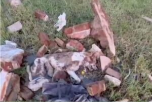 रतलाम में इंसानियत शर्मसार: बेजुबान कुत्ते पर डंडे से ताबड़तोड़ हमला, दोनों आंखें फोड़ीं; आरोपी अशरफ पर FIR दर्ज