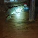 रात को घर में घुसा मगरमच्छ, महिला ने खिड़की से कूदकर बेटे संग बचाई जान