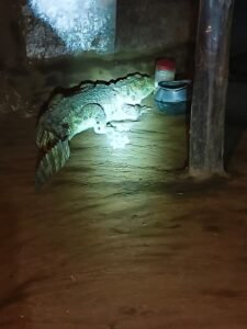 रात को घर में घुसा मगरमच्छ, महिला ने खिड़की से कूदकर बेटे संग बचाई जान