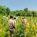 खेत में मक्का-कपास के बीच उगाई गई थी गांजे की खेती, 1.50 लाख के हरे पौधे जब्त; दो आरोपी गिरफ्तार