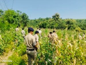 खेत में मक्का-कपास के बीच उगाई गई थी गांजे की खेती, 1.50 लाख के हरे पौधे जब्त; दो आरोपी गिरफ्तार