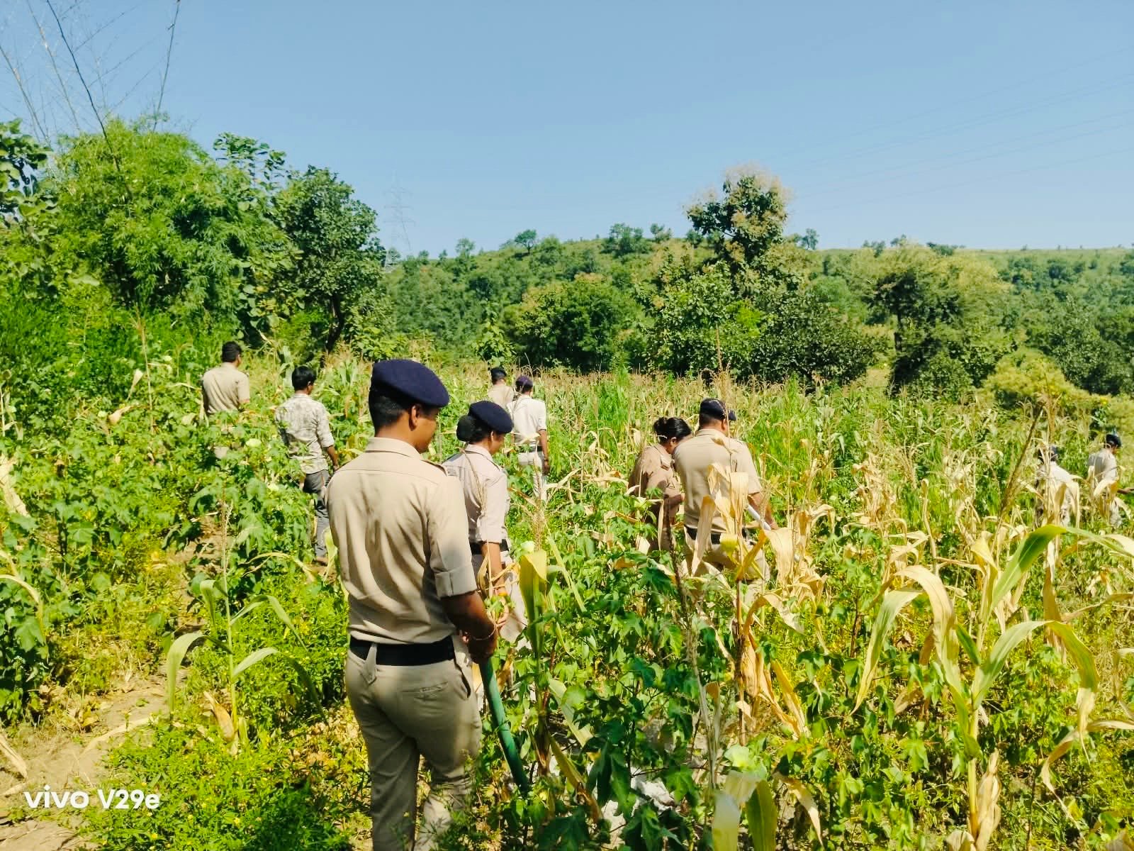 खेत में मक्का-कपास के बीच उगाई गई थी गांजे की खेती, 1.50 लाख के हरे पौधे जब्त; दो आरोपी गिरफ्तार